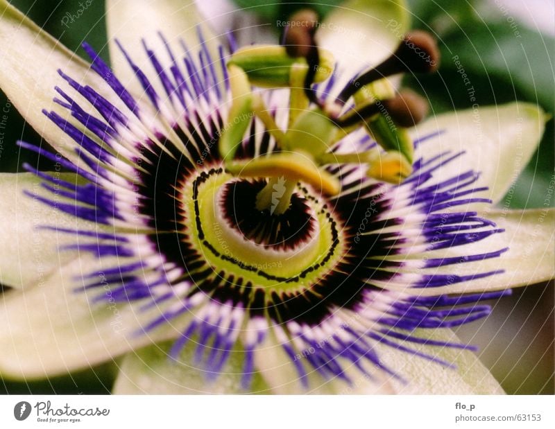 Passiflora Passionsblume Blume Blüte Makroaufnahme Natur