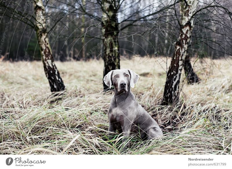 Tarnung Freizeit & Hobby Jagd Natur Landschaft Baum Gras Wald Tier Hund Neugier Mut Tierliebe achtsam Wachsamkeit Verlässlichkeit Stolz elegant Erwartung