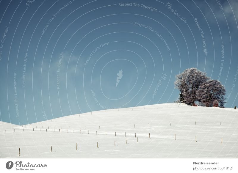 Es war einmal im Schwarzwald.... Tourismus Ausflug Winter Schnee Winterurlaub Natur Landschaft Pflanze Schönes Wetter Eis Frost Baum Hügel Wege & Pfade