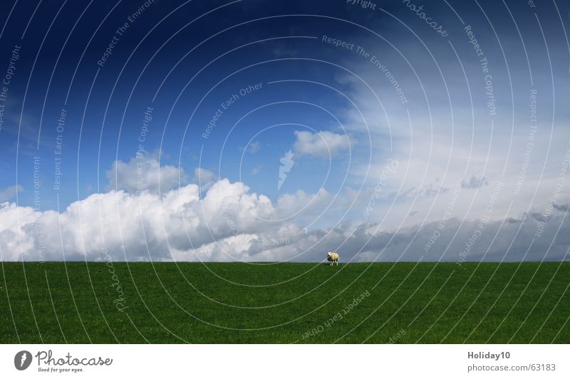 Unterm Schaf grün Wiese Hintergrundbild Wolken Himmel blau sky Landschaft