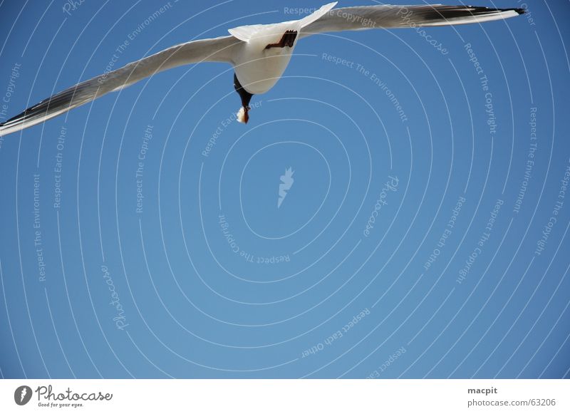 Jonathan livingstone seagull Vogel See Fressen möve Himmel blau fliegen Luftverkehr frei Flügel