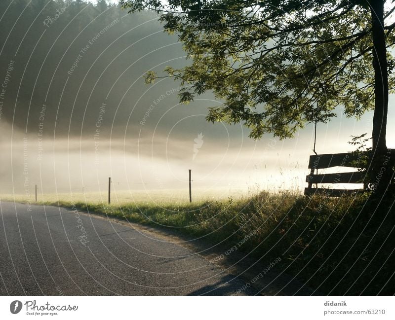 SommerMorgen Baum Wald Fichte Nebel Bodennebel Stimmung Tau Wiese mit zaun mühlviertel Weide Wege & Pfade