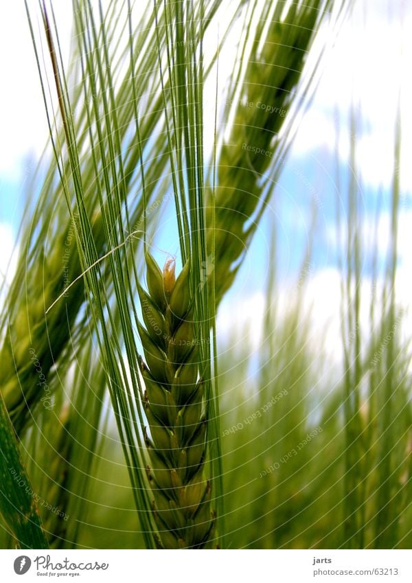 In Ähren Sommer Landwirtschaft Feld Gerste Strichhaar Korn Natur Himmel gedreide jarts Bioprodukte