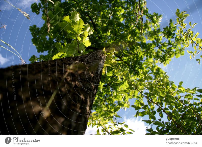 { AMEISEN WELT } Baum Blatt Eiche Gras grün schön Himmel Baumstamm unter dem baum liegen Wetter wie mans nimmt tree tree trunk leaf oak grass