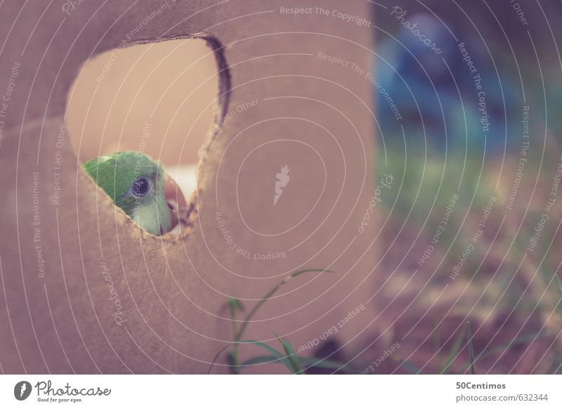 Der Kanarienvogel in der Box Tier Haustier Vogel Papageienvogel 1 Karton Essen Fressen Gefühle Zufriedenheit Tierliebe Farbfoto Gedeckte Farben Menschenleer