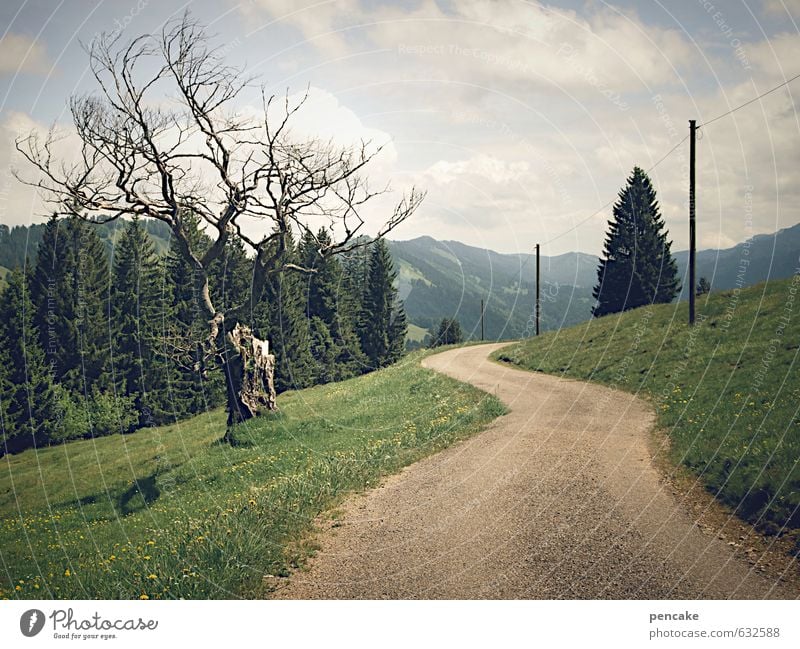 wanderlust Natur Landschaft Urelemente Erde Sommer Schönes Wetter Baum Gras Wald Alpen Wege & Pfade Zeichen genießen Blick wandern ästhetisch bizarr Erholung