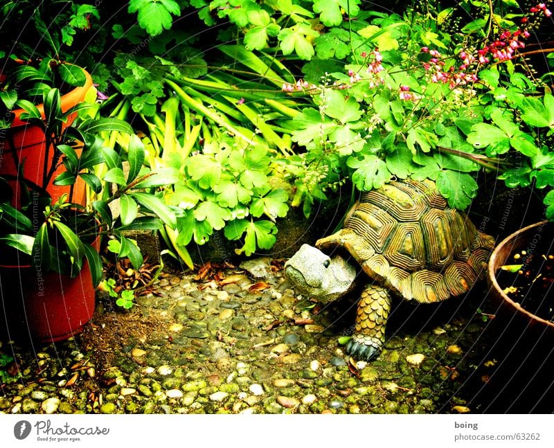 garden gnome turtle in the backyard Schildkröte Blumentopf Betonplatte Oleander Terrasse Garten Gartenbau Gartenzwerge Park Dekoration & Verzierung rapswiese