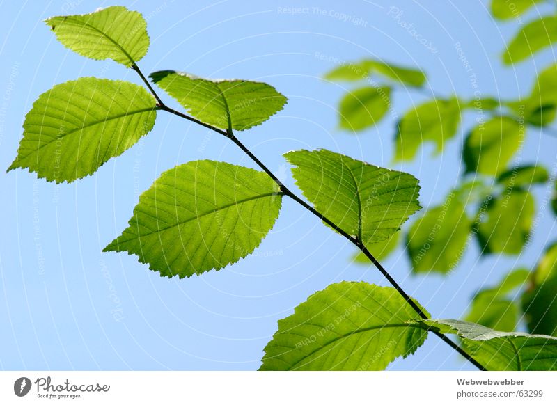 Buchenblätter Nahaufnahme buche blätter baum grün giftgrün blau hellblau sonnig warm sommer heiß freundlich wolkenlos himmel nahaufnahme hell luftig