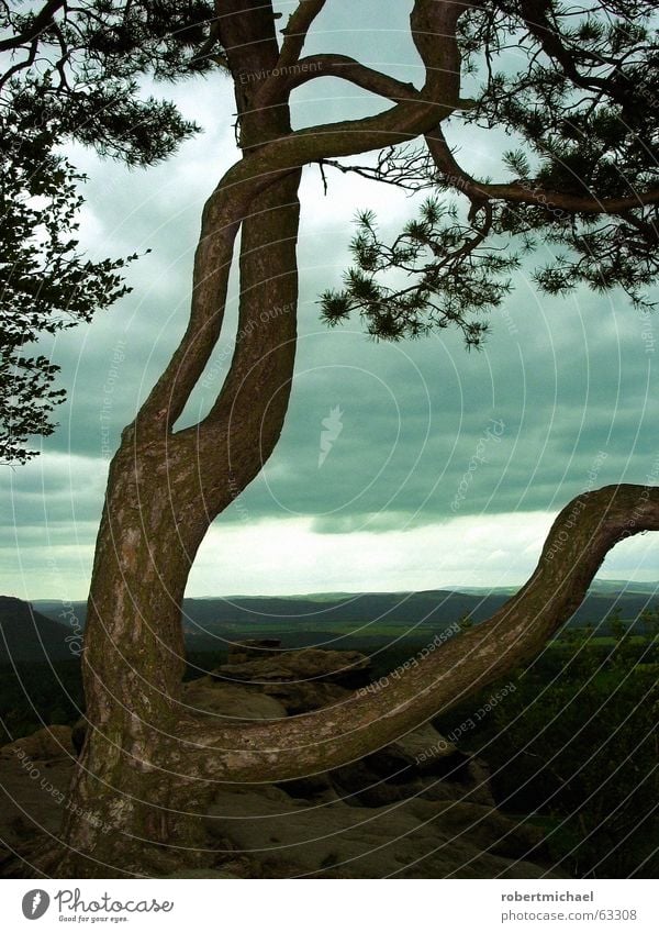 Fällt uns der Himmel auf den Kopf? Baum Wolken Wald Sandstein Sächsische Schweiz Sachsen Aussicht Baumrinde schlechtes Wetter Wind Regenwolken Naturphänomene