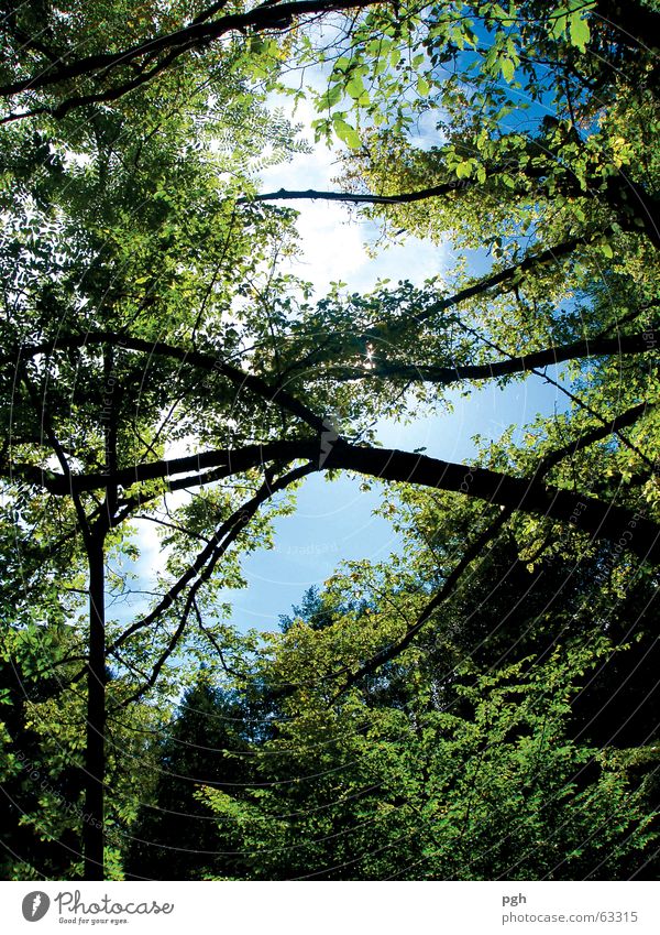 Holt mich hier raus Baum grün Blatt Urwald Himmel blau Ast Zweig Blick nach oben