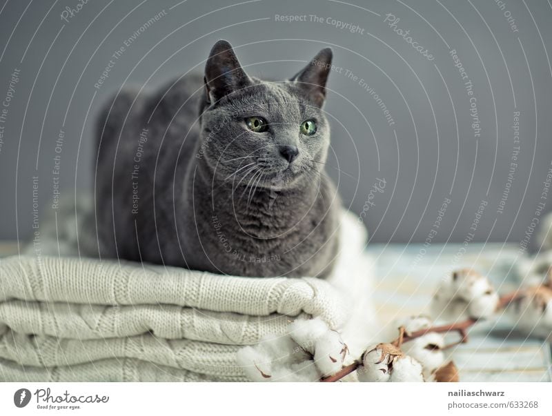 Russian Blue elegant Pullover Tier Haustier Katze russisch blau 1 Wolle Decke Baumwolle Tisch beobachten Erholung genießen Blick Freundlichkeit Fröhlichkeit