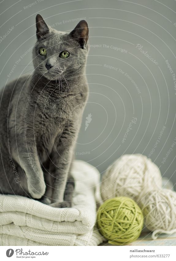 Russian Blue elegant Tier Pullover Haustier Katze russisch blau katzenrasse 1 Decke Wolldecke Knäuel Wolle beobachten entdecken Blick sitzen einfach frech