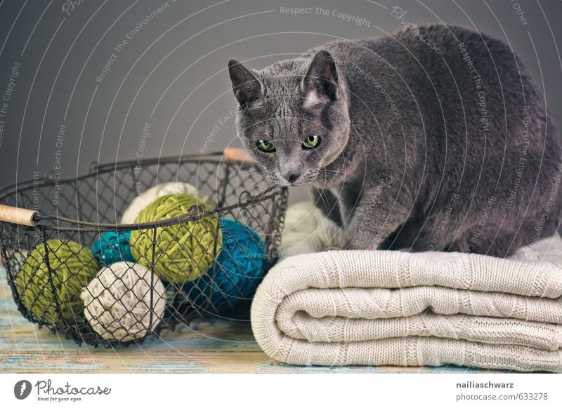 Russian Blue elegant Pullover Tier Haustier Katze russisch blau 1 Korb Wolle Knäuel Drahtkorb Decke beobachten Erholung Blick kuschlig natürlich Neugier