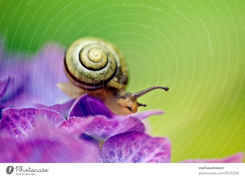 Snail on Hortensia Flower Sommer Pflanze Tier Blume Blüte Hortensie Garten Park Wiese Wildtier Schnecke 1 Linie Spirale rennen Blühend krabbeln natürlich