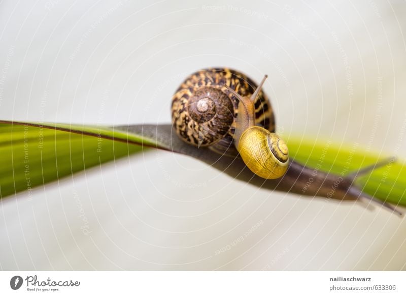 Two Snails Sommer Umwelt Pflanze Tier Frühling Gras Garten Park Wildtier Schnecke 2 Tierpaar Tierfamilie Spirale berühren Bewegung entdecken krabbeln schön