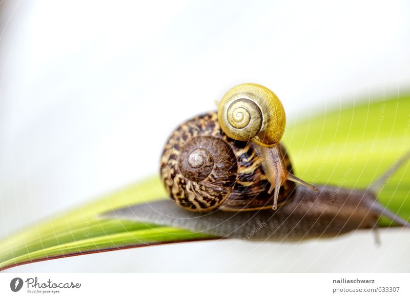 Zwei Schnecken Sommer Natur Tier Frühling Blatt Garten Park Wiese Wildtier 2 Tierpaar Tierfamilie Erholung fahren hocken krabbeln Freundlichkeit lustig