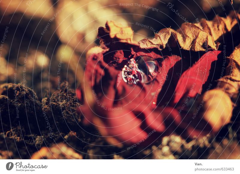 und noch ein Tröpfchen Natur Pflanze Erde Wasser Wassertropfen Herbst Blatt gelb rot welk Farbfoto mehrfarbig Außenaufnahme Detailaufnahme Makroaufnahme