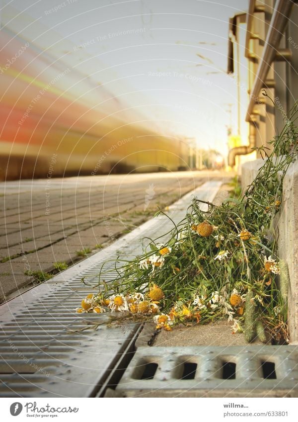 Abschied Bahnsteig Bahnhof Blumenstrauß Kamille Schienenverkehr Bahnfahren Geschwindigkeit welk wegwerfen Abfluss Zug