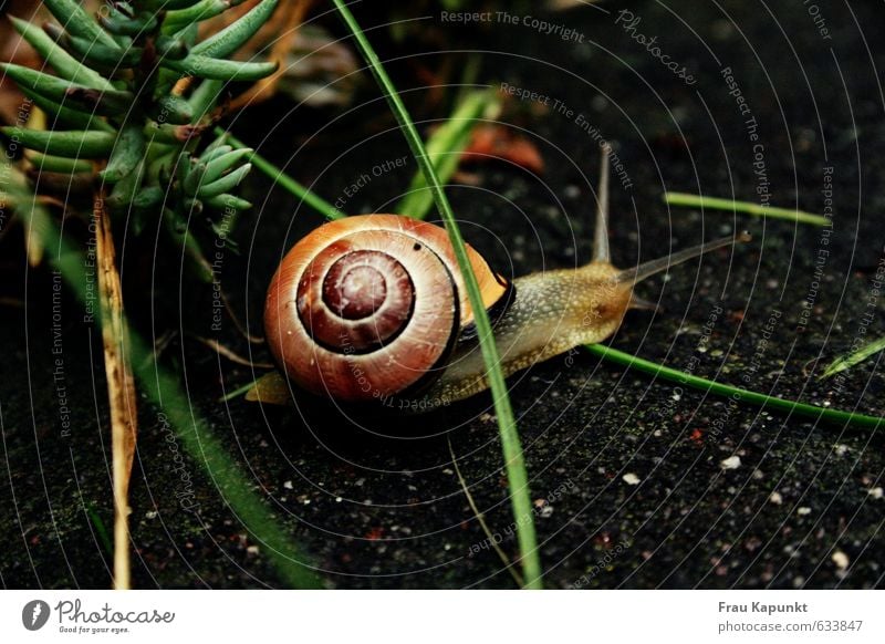 Hindernisrennen. Pflanze Tier Gras Wildtier Schnecke Schneckenhaus 1 ästhetisch braun grün krabbeln langsam Zeitlupe behäbig zielstrebig Asphalt geduldig Garten