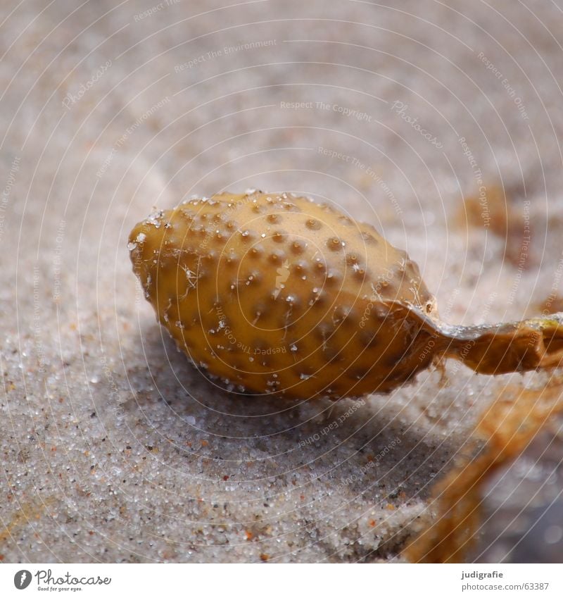 Am Strand Algen Noppe Meer See Darß Pflanze Luft gelb makroalge blasentang fucus vesiculosus Strukturen & Formen Ostsee Sand Blase Natur