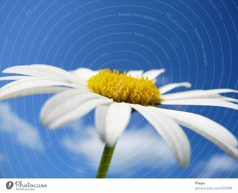 Margeritenblüte vor blauem Himmel Farbfoto Außenaufnahme Makroaufnahme Textfreiraum oben Hintergrund neutral Sommer Natur Pflanze Frühling Blume Blüte Blühend