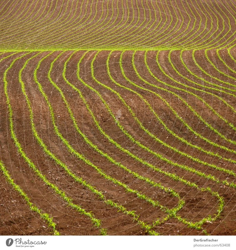 Bauernkreativbewegung Feld gerade krumm schwingen geschwungen schwungvoll frisch Wellen wellig Aussaat säen Reifezeit grün braun Ackerbau Alkoholisiert