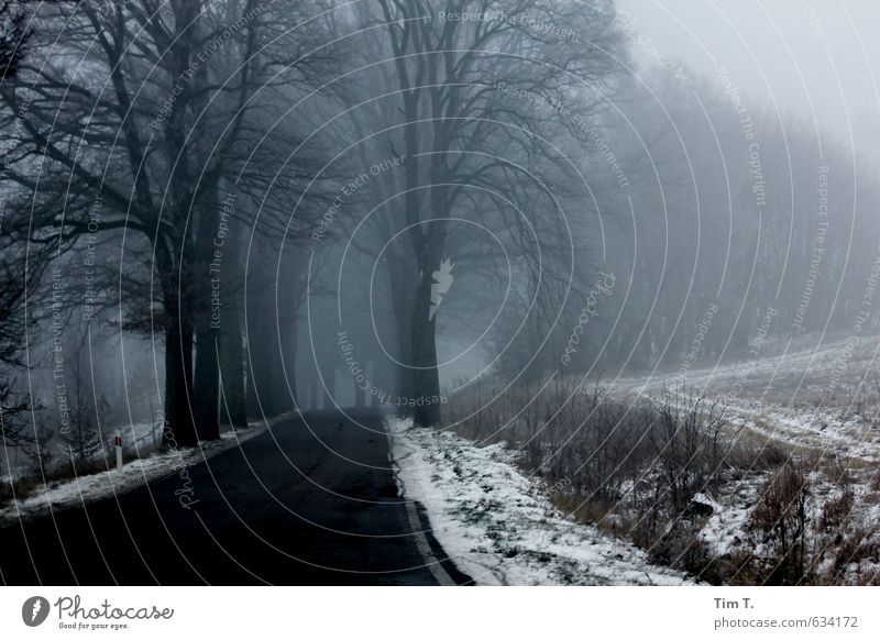 Nebel Umwelt Natur Landschaft Winter Baum Polen Menschenleer Farbfoto Außenaufnahme Abend