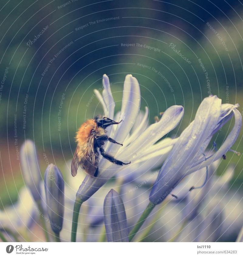 Schmucklilie mit Hummel Natur Pflanze Tier Wassertropfen Sommer Regen Blume Blüte Topfpflanze Agapanthus Garten Menschenleer Terrasse Nutztier Wildtier