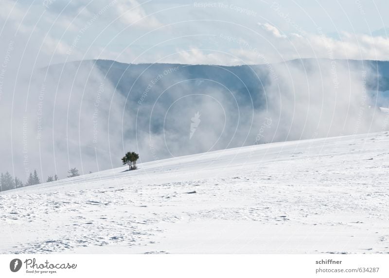 Allein Umwelt Natur Landschaft Winter Klima Wetter Schönes Wetter Nebel Eis Frost Schnee Pflanze Baum Wald Hügel Gipfel Schneebedeckte Gipfel kalt blau grau