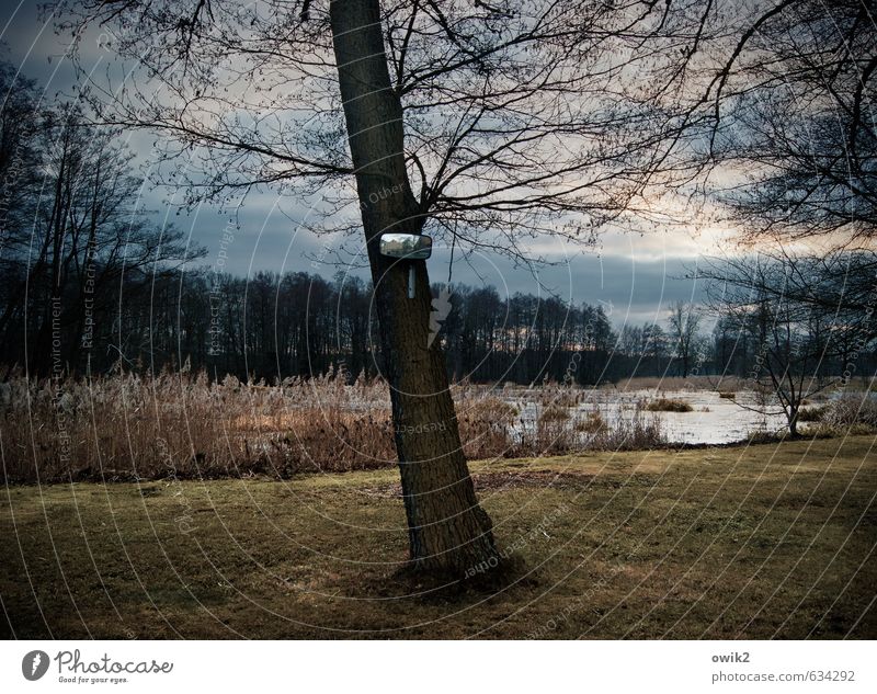 Rückblende Umwelt Natur Landschaft Pflanze Himmel Wolken Horizont Klima Wetter Schönes Wetter Baum Gras Wald Teich dunkel Spiegel Sicherheit Zweige u. Äste karg