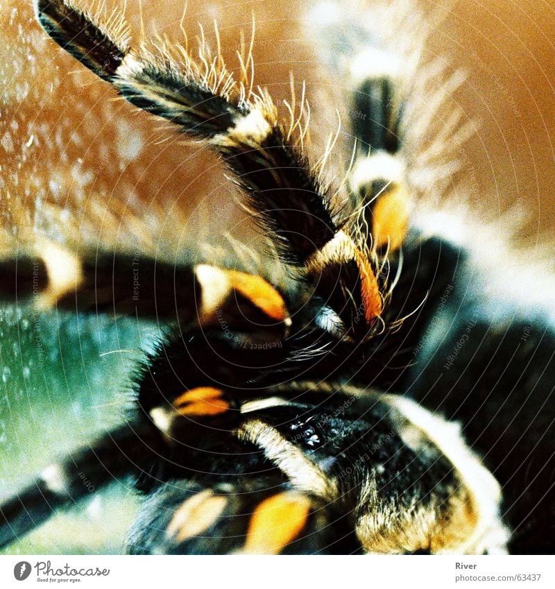 Spinne 2 Vogelspinne bissig 8 Netz Beine