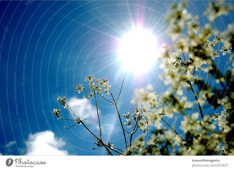 sonnenfreuden Blume grün weiß Wolken Licht blenden diagonal Freude Auvergne Frankreich Sonne Himmel Glück blau liegen leer alles