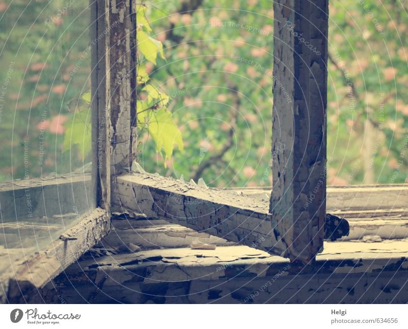 Verfall... Natur Pflanze Frühling Baum Blatt Blüte Wildpflanze Gebäude Architektur Fenster Fensterbrett Rahmen Holz Glas alt authentisch außergewöhnlich dunkel