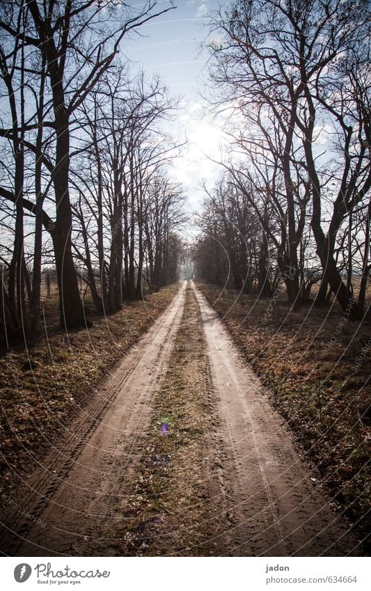 zielführend. Natur Pflanze Erde Sand Horizont Sonnenlicht Schönes Wetter Baum Wege & Pfade wandern Ferne Sicherheit Konzentration Unendlichkeit Allee Gegenlicht