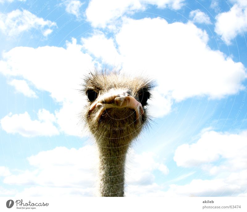 Immer schön Augenkontakt halten Wolken Blick Laune ernst Neugier beobachten Schlechte Laune bissig böse Tier Vogel Blumenstrauß Himmel Interesse