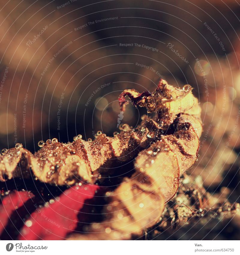 mehr Tröpfchen Natur Pflanze Wasser Wassertropfen Herbst Blatt gelb rot welk Farbfoto mehrfarbig Außenaufnahme Detailaufnahme Makroaufnahme Menschenleer