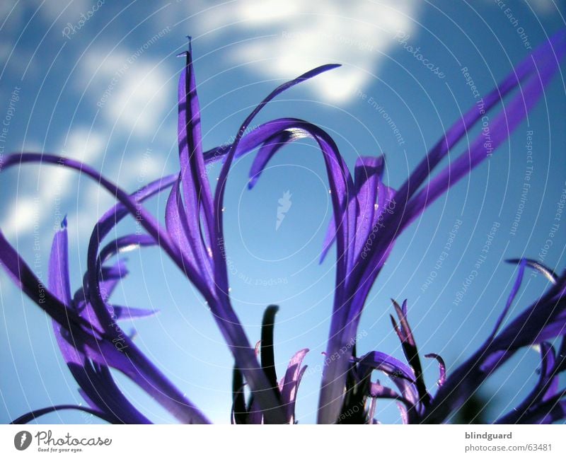 Dem Himmel entgegen Wolken Pflanze violett Blüte Sommer ästhetisch Wiesenflockenblume Korbblütengewächs Zierpflanze Makroaufnahme Nahaufnahme Schatten Anmut