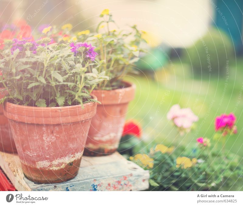 bald Natur Pflanze Frühling Sommer Blume Blüte Garten Blühend Wachstum mehrfarbig Blumentopf Dekoration & Verzierung Farbfoto Außenaufnahme Nahaufnahme