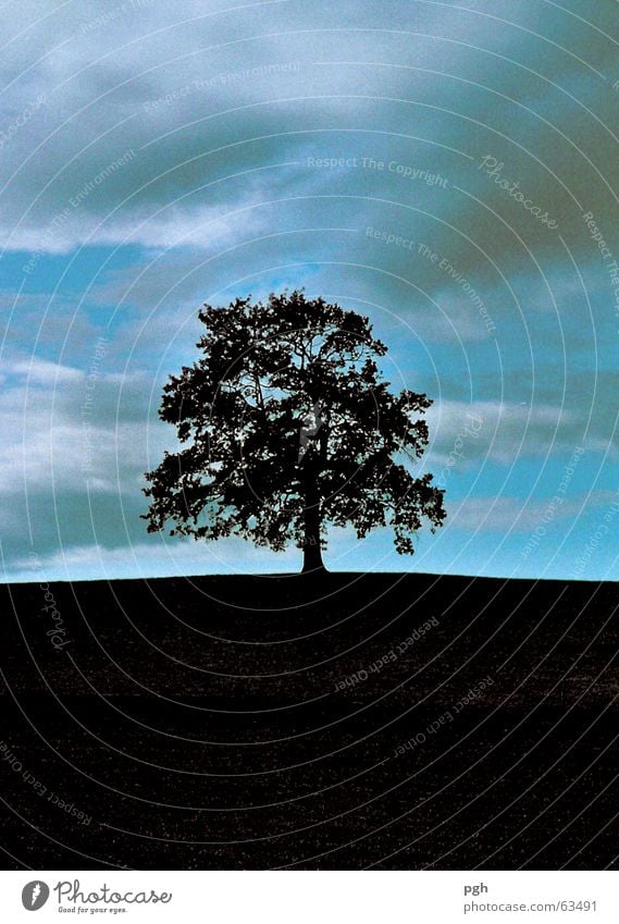 Es ist schon fast dunkel schwarz Nacht Hügel Wolken alter wunderschöner baum in münsing blau einzeln stehend Himmel