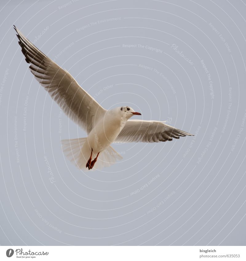 Breit aus die Flügel beide Himmel Ostsee Tier Vogel Möwe 1 fliegen blau grau weiß Freiheit Überblick aufwärts Farbfoto Gedeckte Farben Außenaufnahme