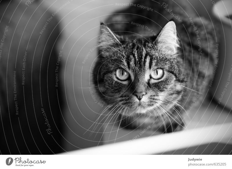 Stubentigerin Zufriedenheit Erholung Häusliches Leben Wohnung Möbel Tisch Tier Haustier Katze Tiergesicht Blumentopf Fensterbrett beobachten Blick ruhig Neugier