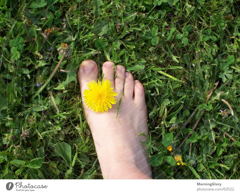 endlich frühling Sommer Frühling Wiese Blume Löwenzahn Rasen Fuß