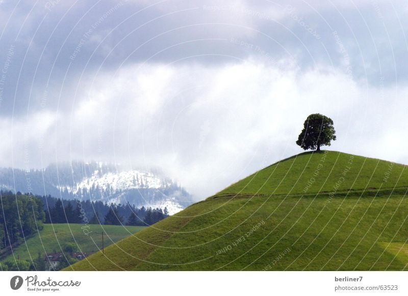 Wer den gepflanzt hat..... einzeln Baum Hügel Wiese Gras grün Wolken Berge u. Gebirge Alpen Schnee