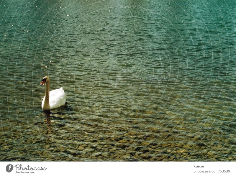 Taube! See nass kalt hart weiß grün Schwan Vogel Schnabel Tier füttern Kies analog gurr gurr Wasser blau Stein hell Ente Durst Feder britscheln neue messe