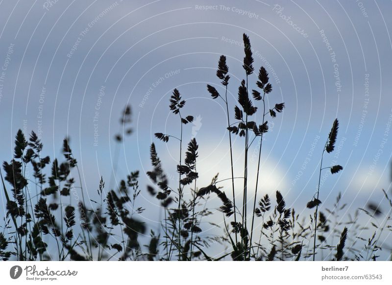 Sommerwiese im Gegenlicht Wiese Gras Halm Wolken Himmel