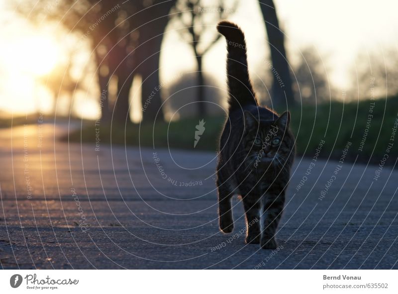 ...die schon bekannte Dritte Haare & Frisuren Sonne Tier Wärme Baum Wege & Pfade Katze blau orange schwarz weiß Sonnenuntergang Ast Umrisslinie Landleben Beine