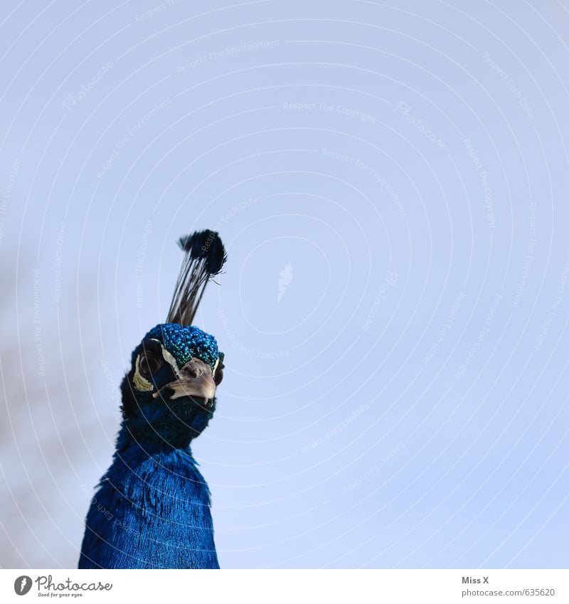 Küss die Hand lieber Pfau, deine Federn sind so blau... Tier Vogel Gefühle Stolz eitel Pfauenfeder Schnabel Neugier Federschmuck Farbfoto mehrfarbig