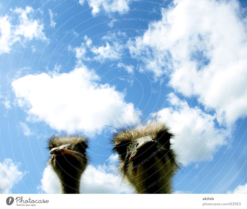 Big Brothers (Sisters) Wolken Blick Laune ernst Neugier beobachten Schlechte Laune Vogel Tier Himmel Blumenstrauß Auge Interesse Überwachungsstaat Launisch