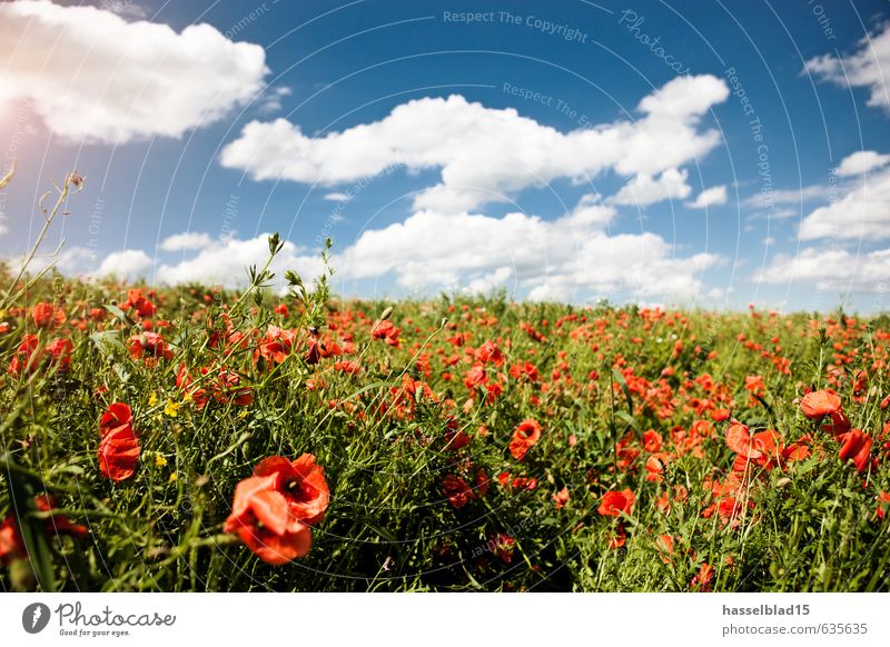 MOHN-LANDUNG Reichtum Freude Glück Gesundheit Wellness Leben harmonisch Wohlgefühl Zufriedenheit Sinnesorgane Erholung ruhig Meditation Duft Kur