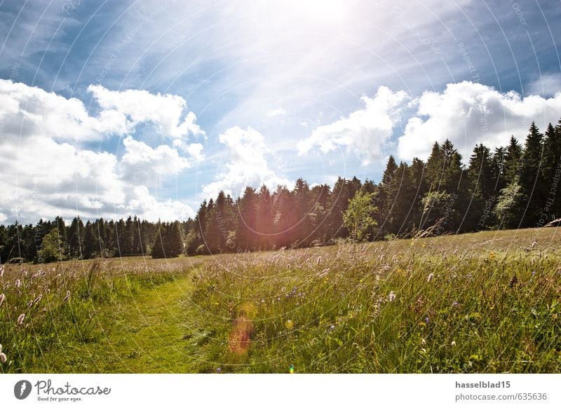 summertime Lifestyle Reichtum Freude Glück sparen Gesundheit Fitness Wellness Leben harmonisch Wohlgefühl Zufriedenheit Sinnesorgane Erholung ruhig Meditation